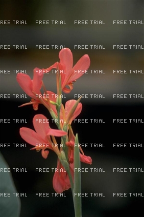 Click for large image