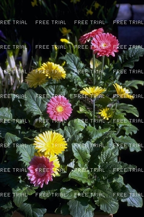 Click for large image