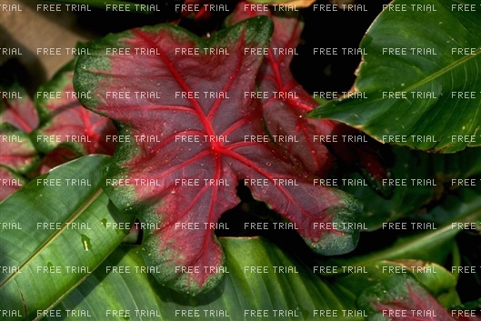 Click for large image