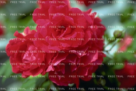 Click for large image