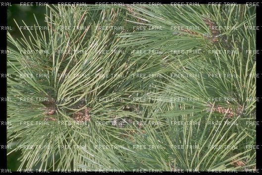 Click for large image