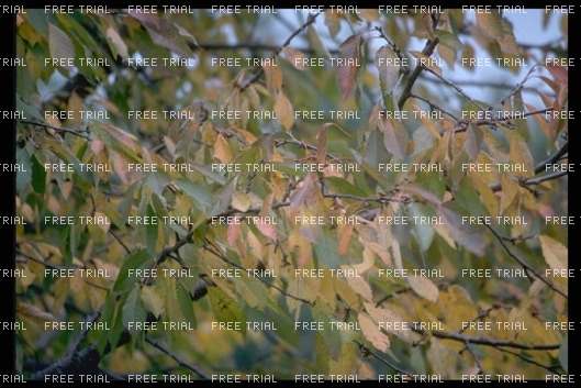 Click for large image