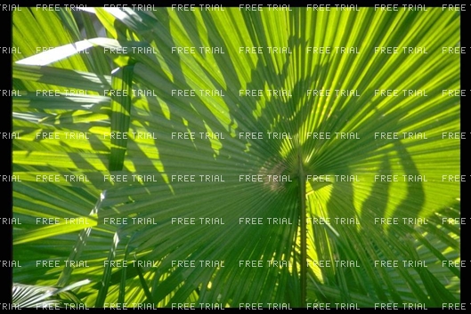 Click for large image