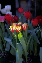 Click for large image