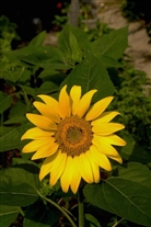 Click for large image