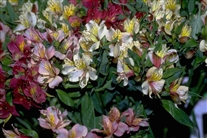 Click for large image